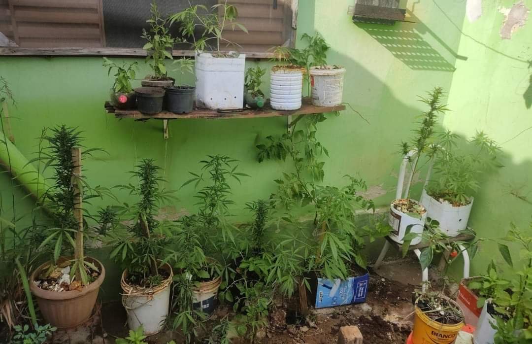 Policiais buscam por arma ilegal e encontram plantação de maconha