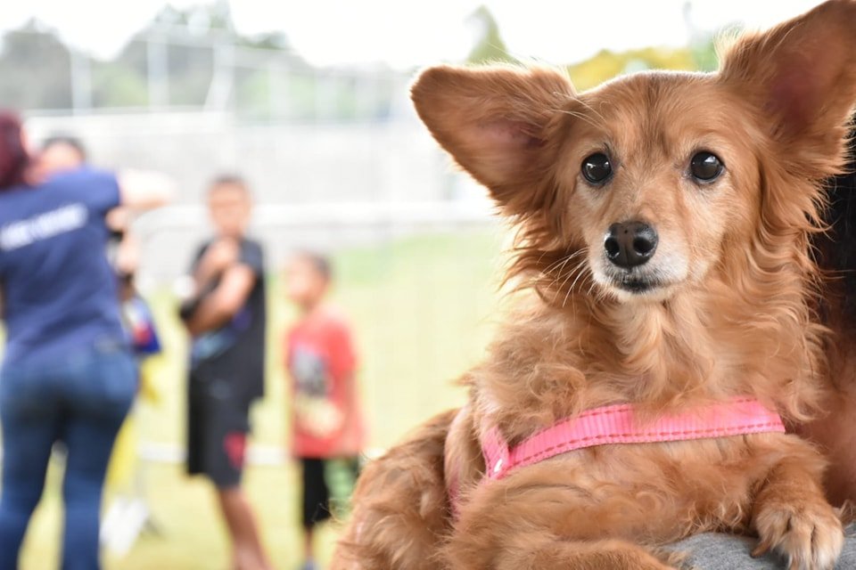 Botucatu terá nova feira de doação de cães e gatos no dia 9