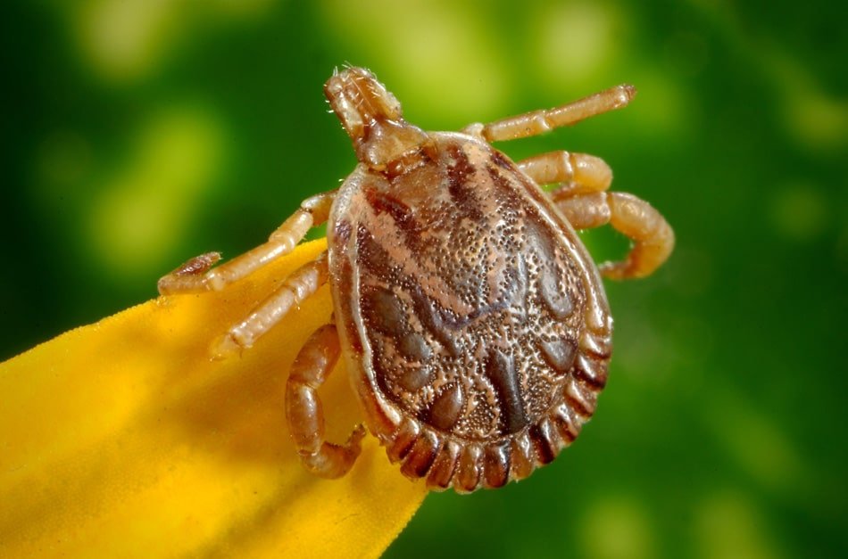 Febre maculosa: o que causa a doença e a importância do diagnóstico rápido