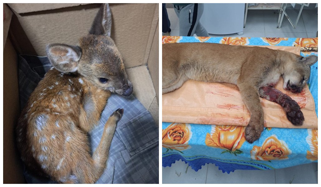 Corpo de Bombeiros resgata animais silvestres em situação de risco