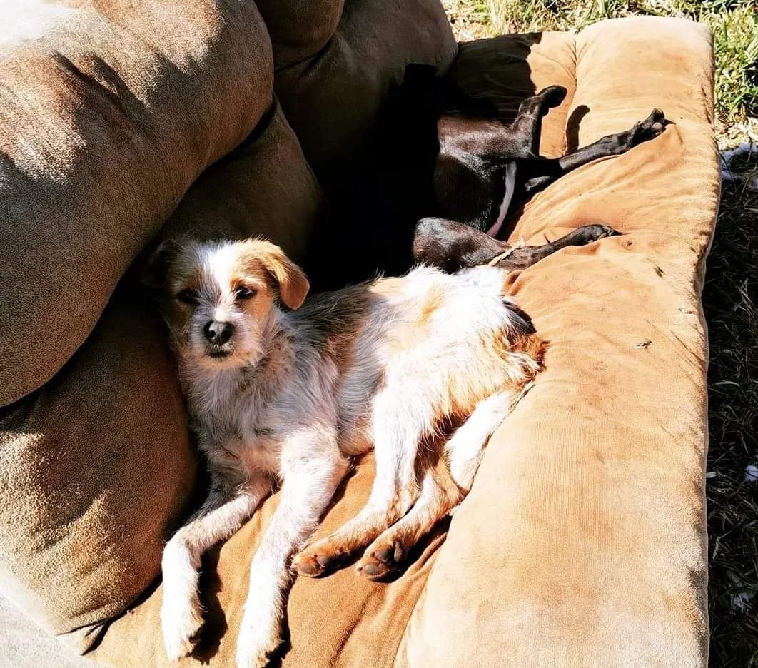 Mulher é presa por abandonar cães