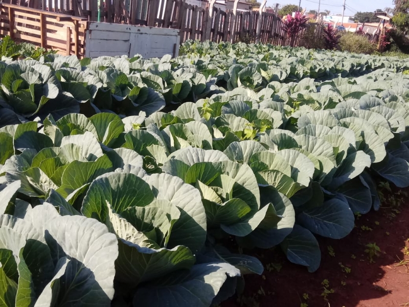 Hortas comunitárias de Botucatu produzem verduras e legumes a preços acessíveis