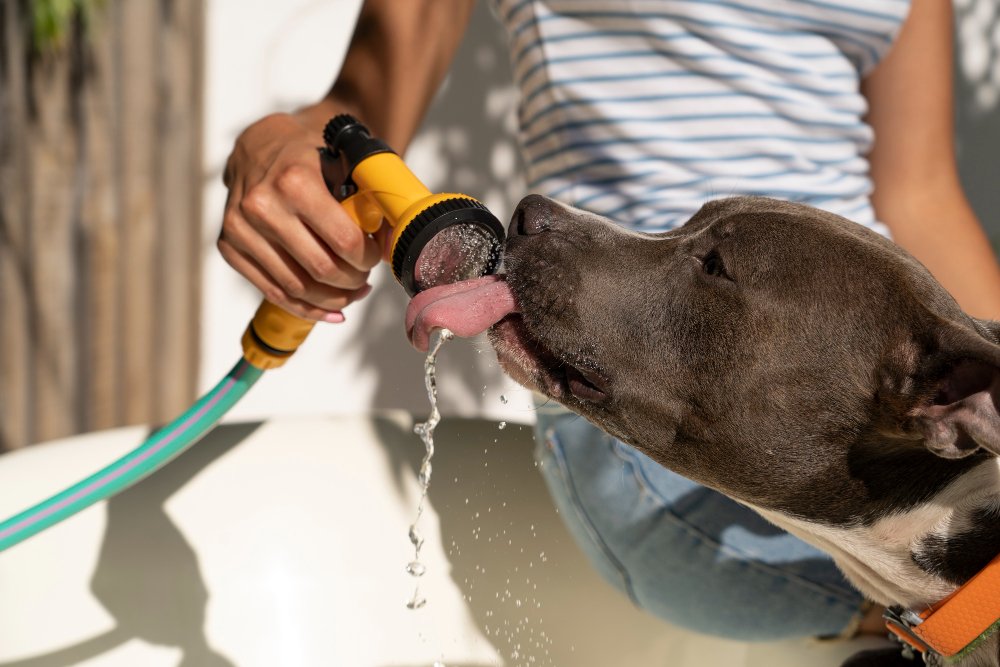 Onda de calor: cuidados com alimentação e ingestão de água para os pets