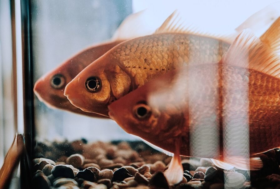 Unesp de Botucatu realizará simpósio internacional de nutrição de peixes