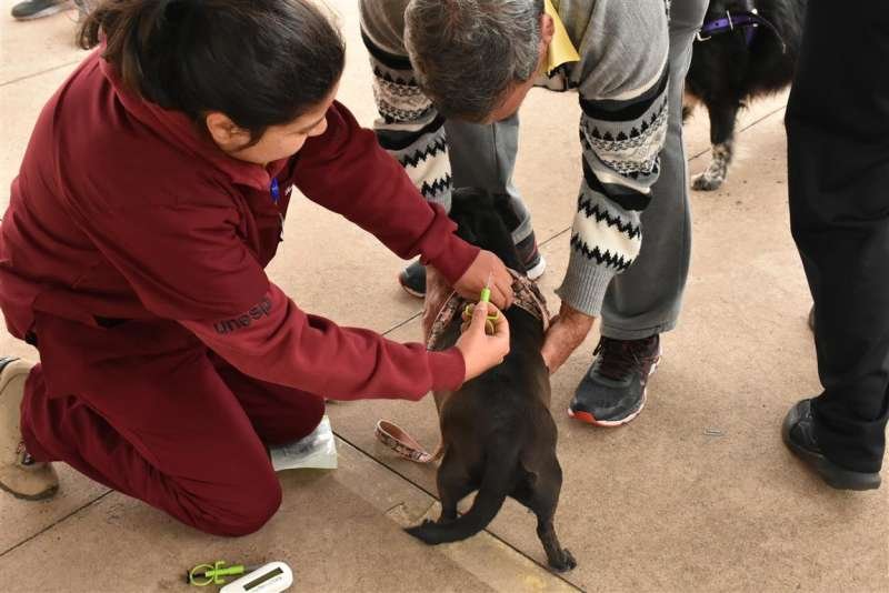 Botucatu recebe nesta semana ação de saúde veterinária