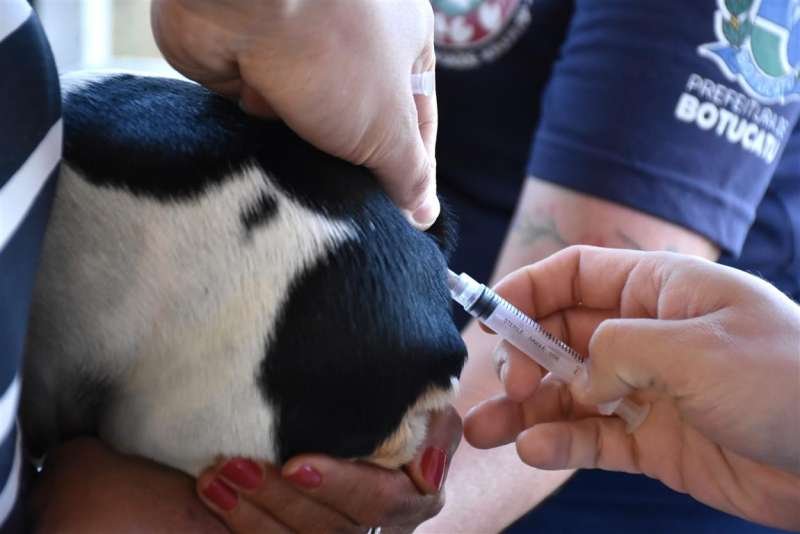 Botucatu terá vacinação antirrábica no domingo (16)