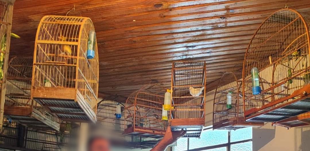 Homem é multado em R$ 105 mil por manter aves silvestres em cativeiro