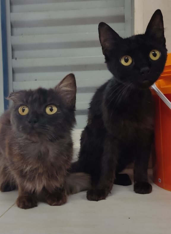 Homem é preso por maus-tratos a cães e gatos