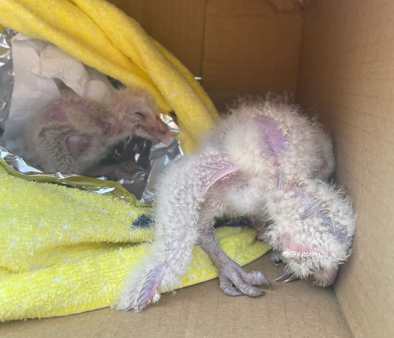 Filhotes de coruja são resgatadas após queda de árvore em temporal