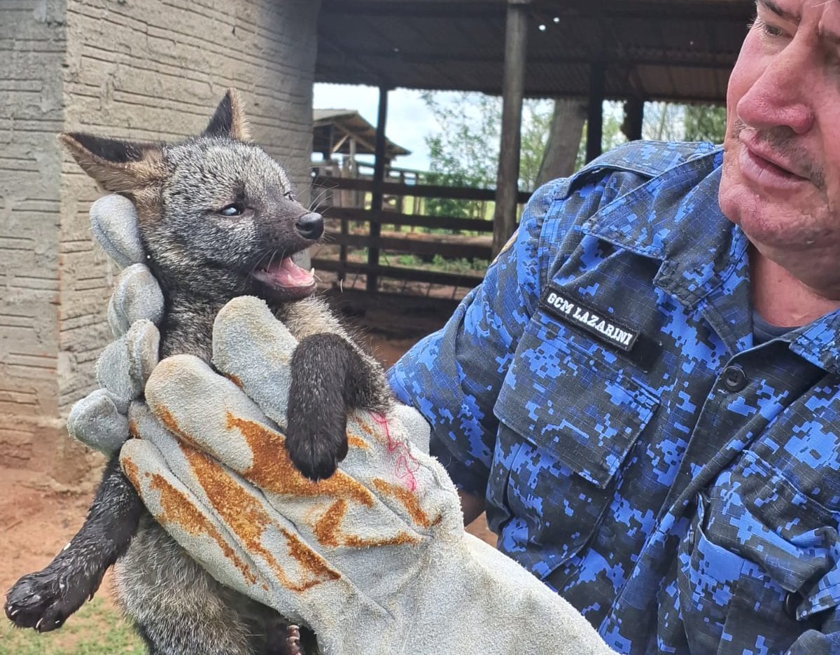 GCM resgata cachorro-do-mato ferido em área rural