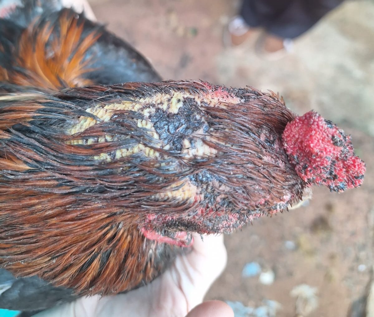 Galos são vítimas de maus-tratos; proprietário é multado