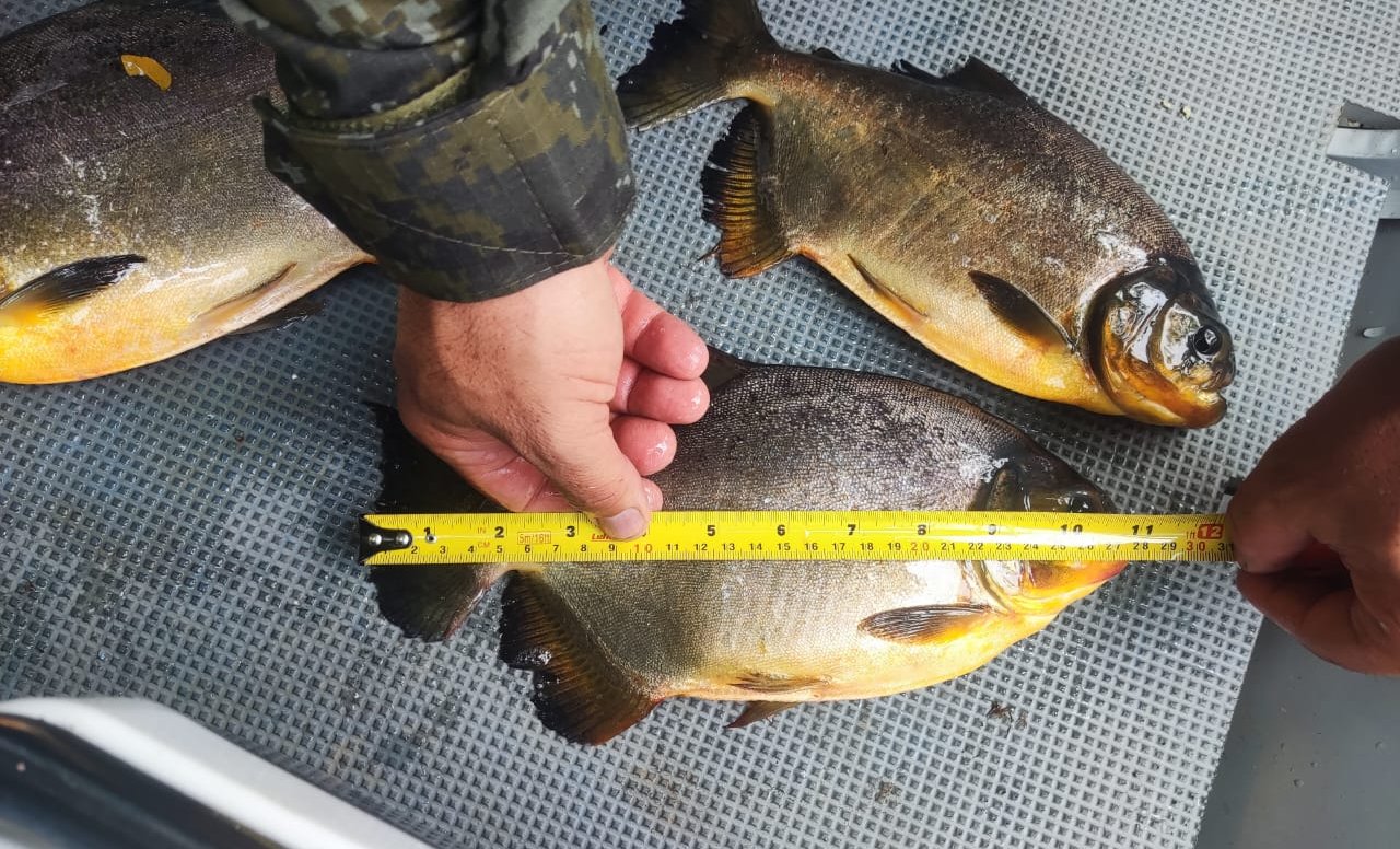 Pescadores multados em R$ 2 mil por captura de peixes protegidos