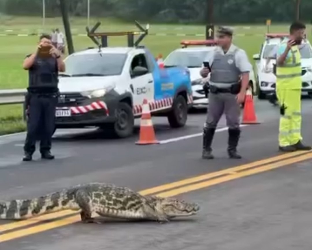 Jacaré é flagrado atravessando pista em rodovia da região