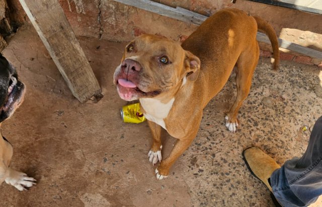 Mulher é presa por abandono e maus-tratos a dois cães