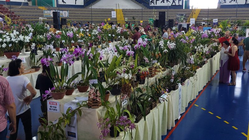 Botucatu receberá, em novembro, a 32ª Exposição Nacional de Orquídeas