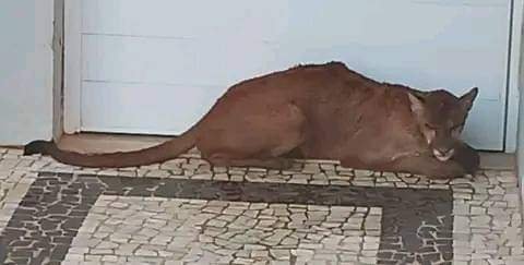 Onça é resgatada após invadir condomínio