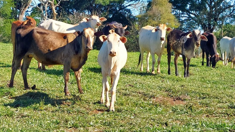 Vacinação contra Febre Aftosa termina na quinta-feira