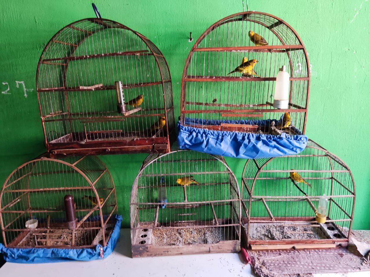 Homem é multado em R$ 8 mil por capturar e manter aves silvestres em cativeiro