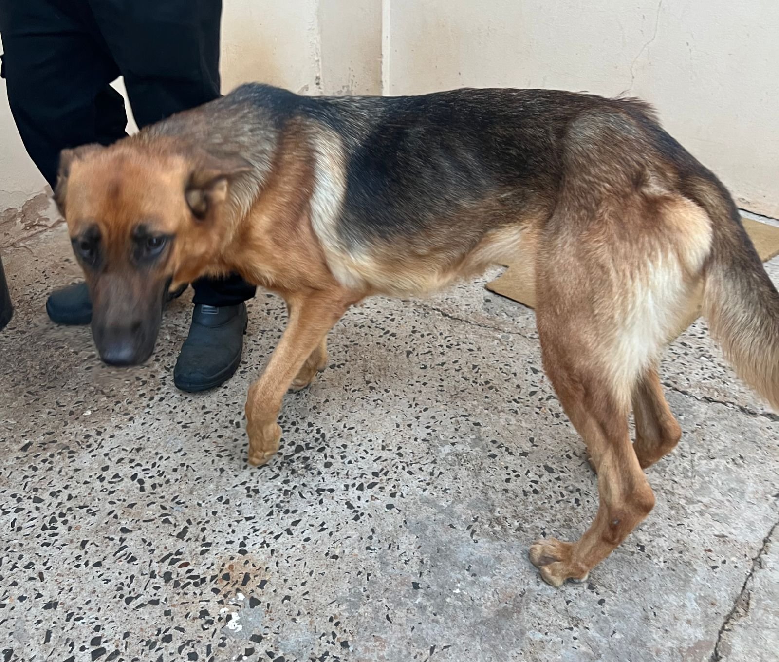 Mulher é presa por maus-tratos a duas cachorras sob tutela