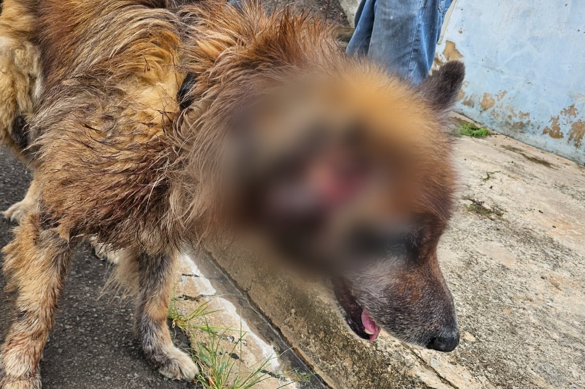 Tutora é presa por maus-tratos a cães doentes
