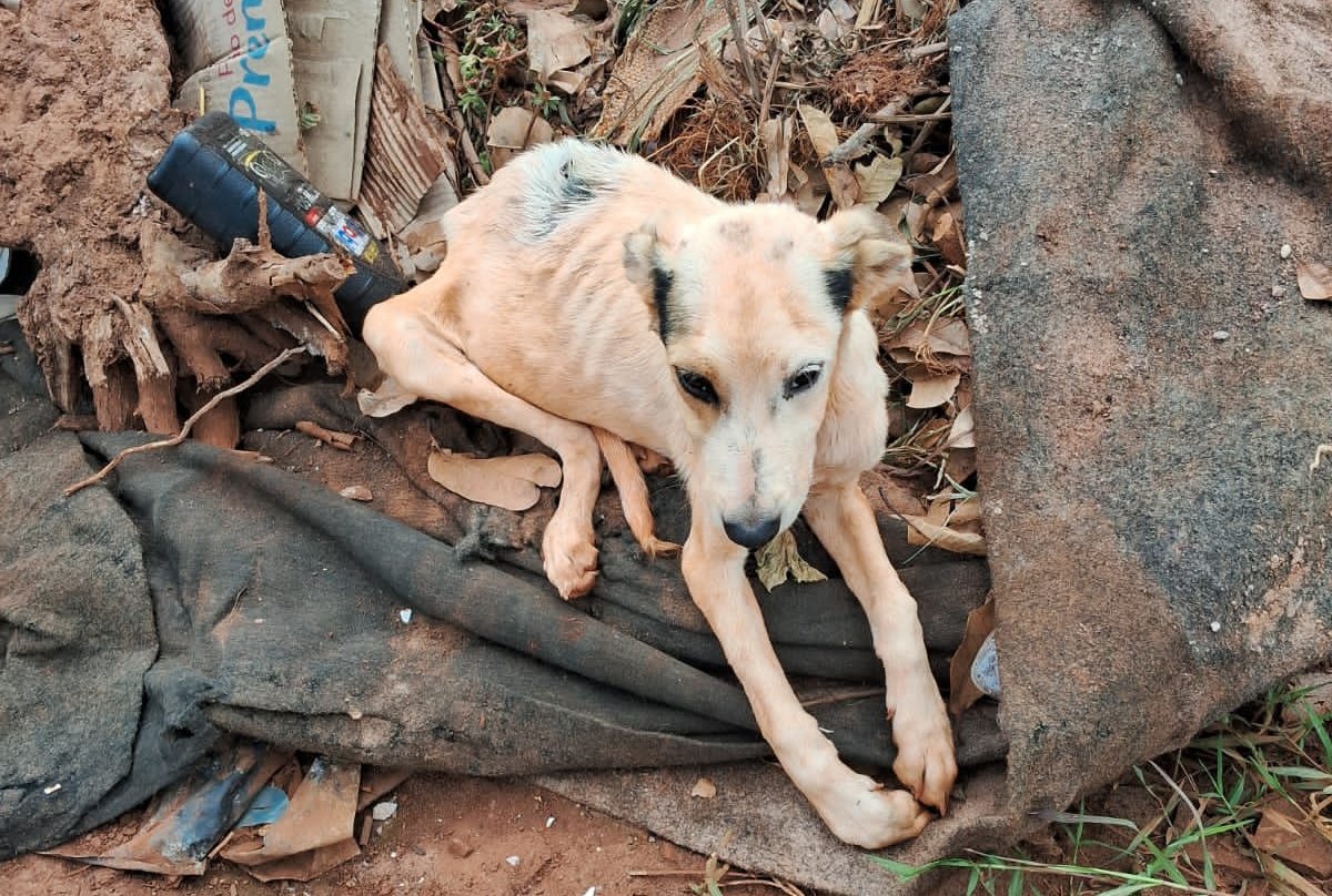 Casal é preso por maus-tratos a filhotes de cães; um dos animais morreu durante resgate