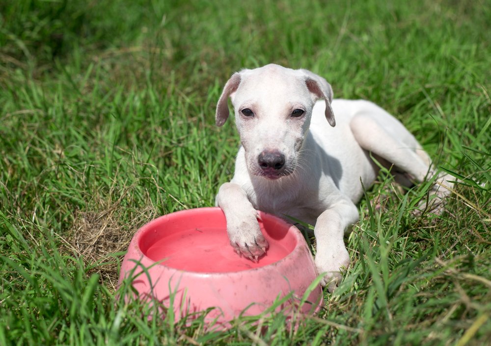 Cães e gatos também precisam de cuidados nos dias de calor intenso