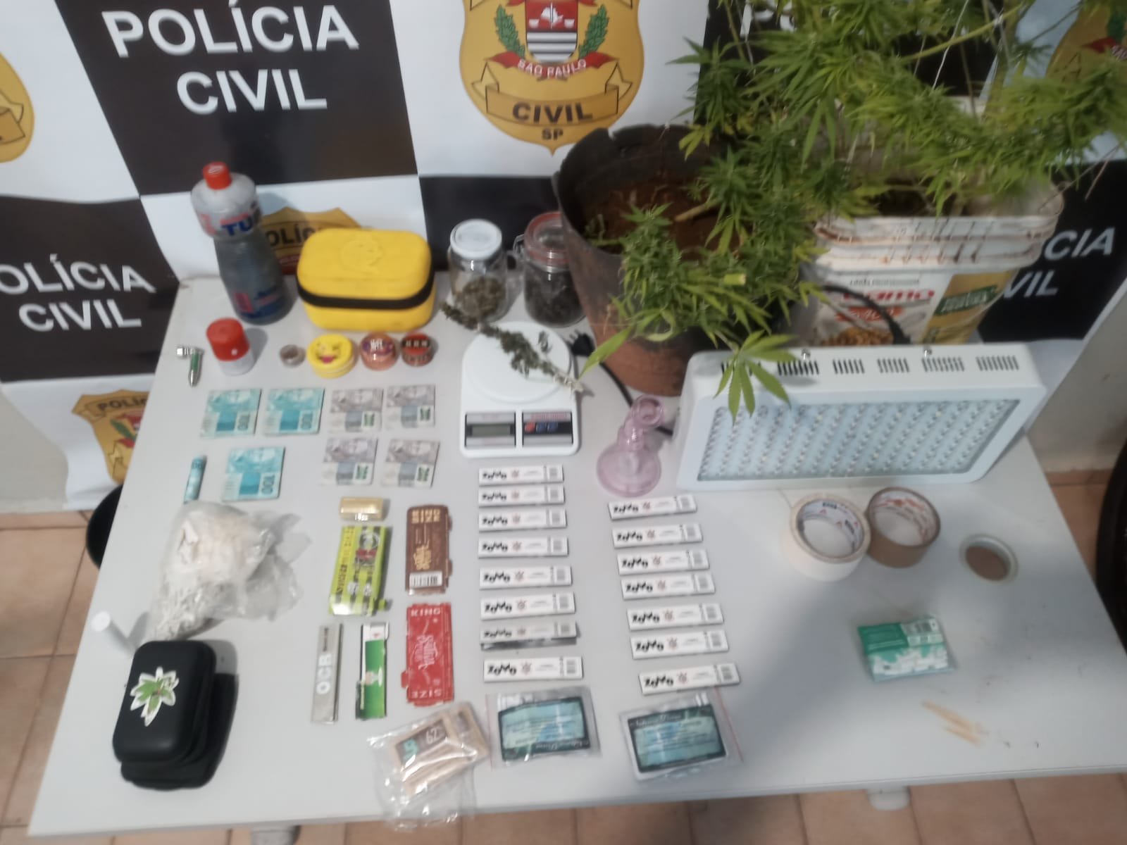 Casal é preso por cultivo de cannabis e tráfico de drogas