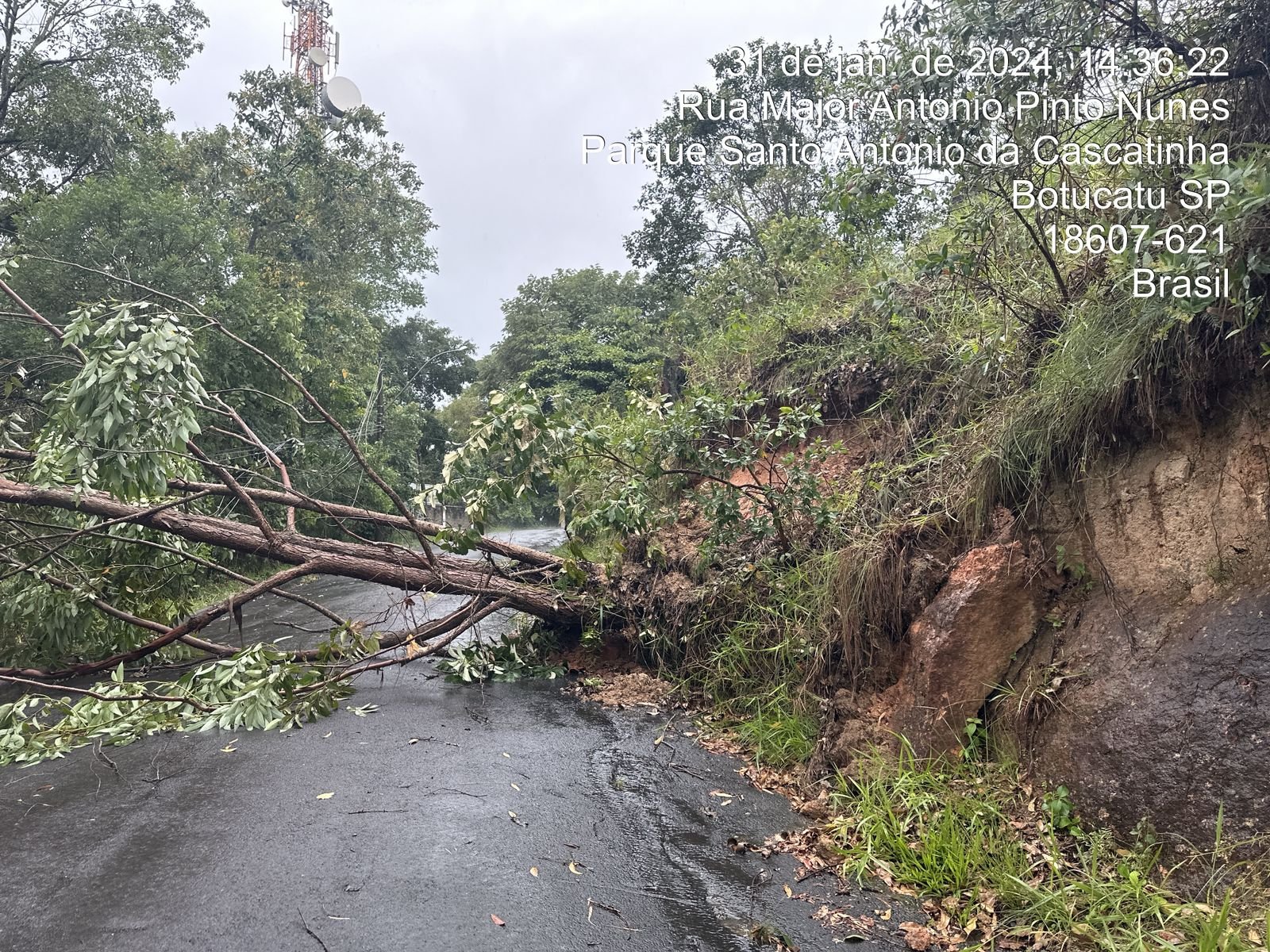 Temporal causa queda de árvores e poste em Botucatu