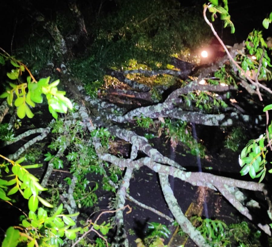Árvore cai sobre motociclista durante temporal