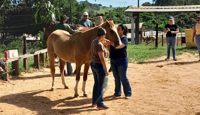 Equoterapia fortalece colaboração e trabalho em equipe na Educação Municipal