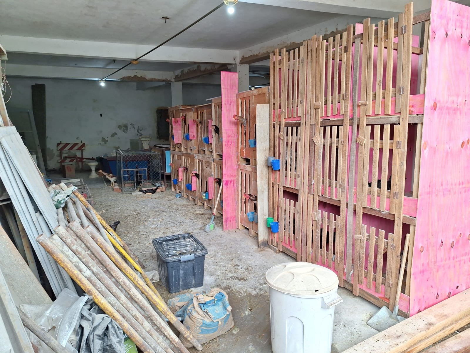 Galos e galinhas em condições precárias são resgatados de barracão; polícia apura prática de rinha