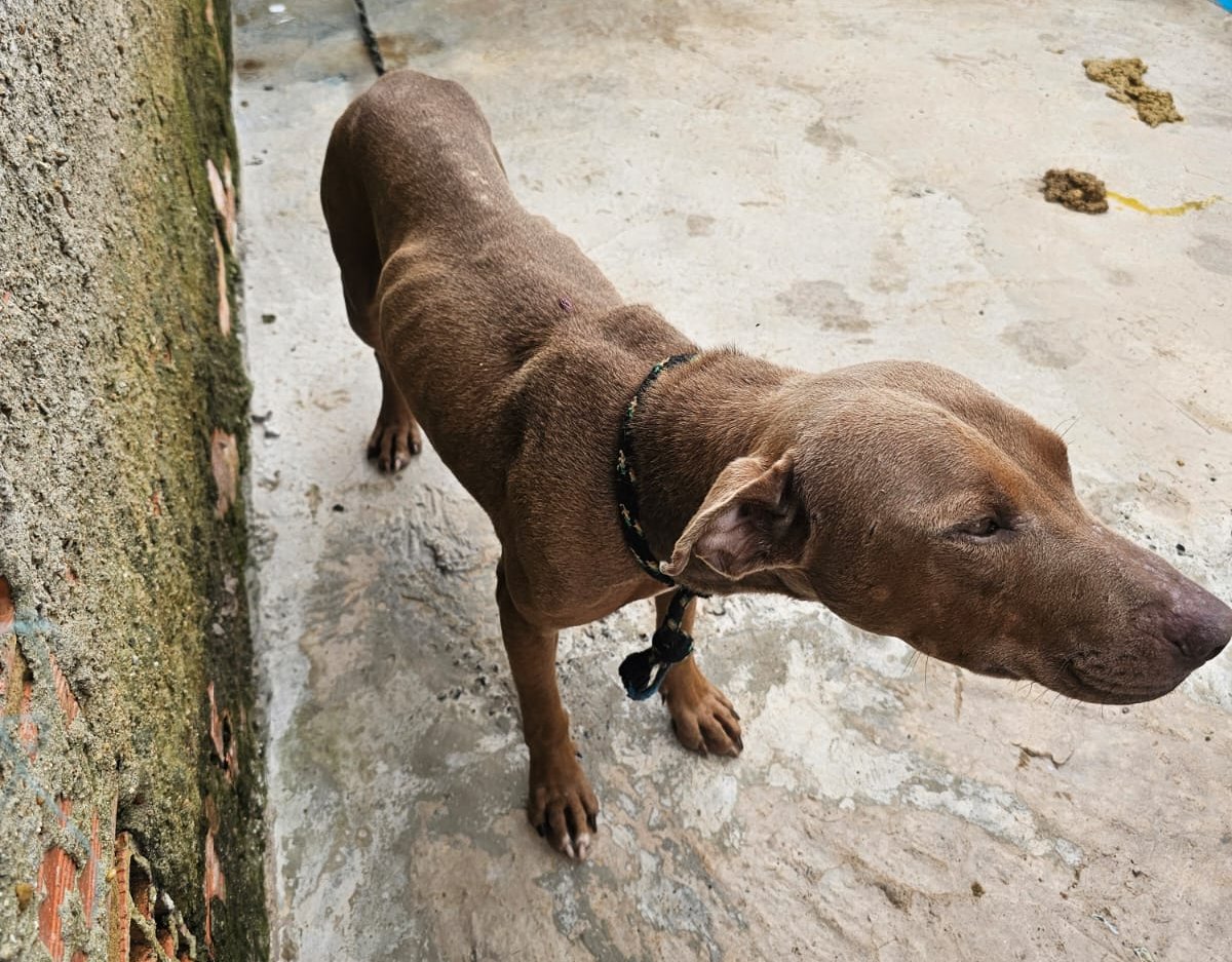 Pitbull é resgatado de maus-tratos em Rubião Júnior