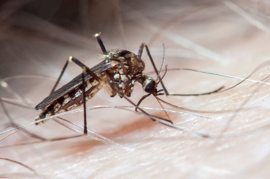 Botucatu supera 120 casos de dengue e Prefeitura intensifica nebulização contra o Aedes