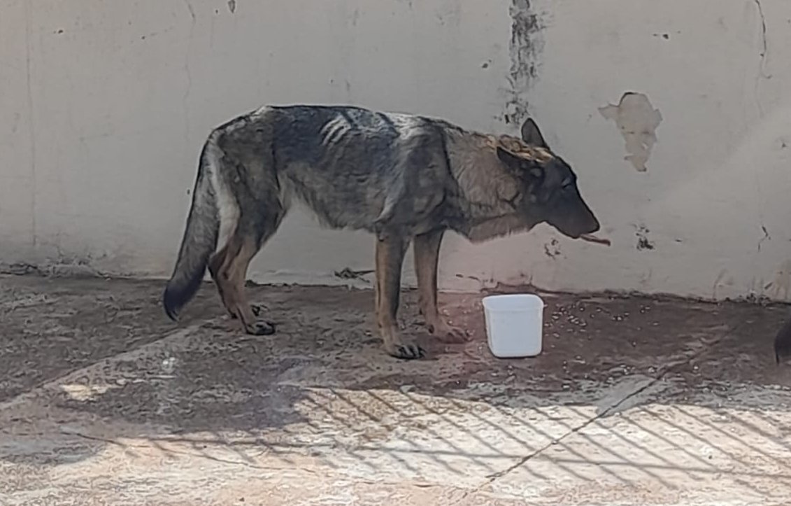 Homem é preso por maus-tratos contra três cães