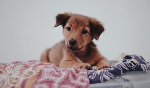 Botucatu terá feira de adoção de cães e gatos neste domingo