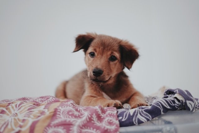 Botucatu terá feirinha de adoção de cães no dia 9