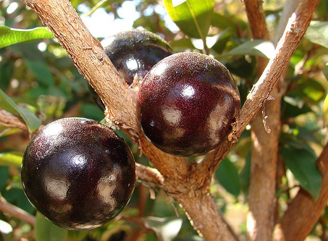 Casca da jabuticaba pode ajudar no combate à obesidade