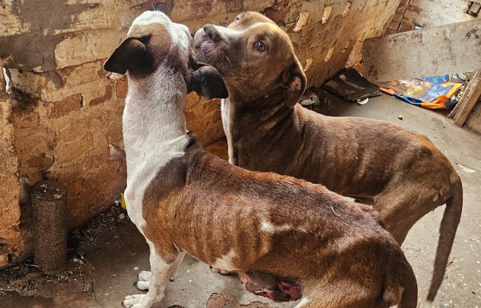 Cães são resgatados de maus-tratos e tutor vai preso