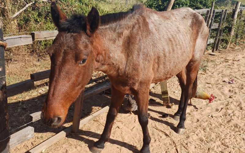 Cavalos e jumento são resgatados de maus-tratos em Botucatu