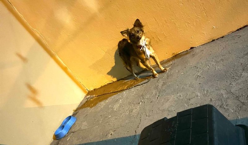 Tutor é preso por maus-tratos em Botucatu