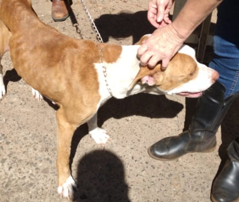 Cachorra é resgatada de maus-tratos;  tutor acaba preso em flagrante