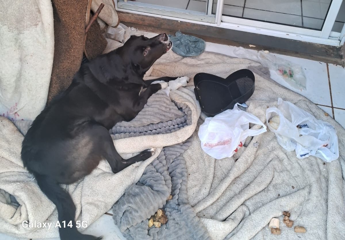 Operação em Botucatu resulta em prisão por furto de água e maus-tratos a animal