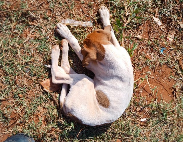 Homem é preso por maus-tratos contra 5 cães