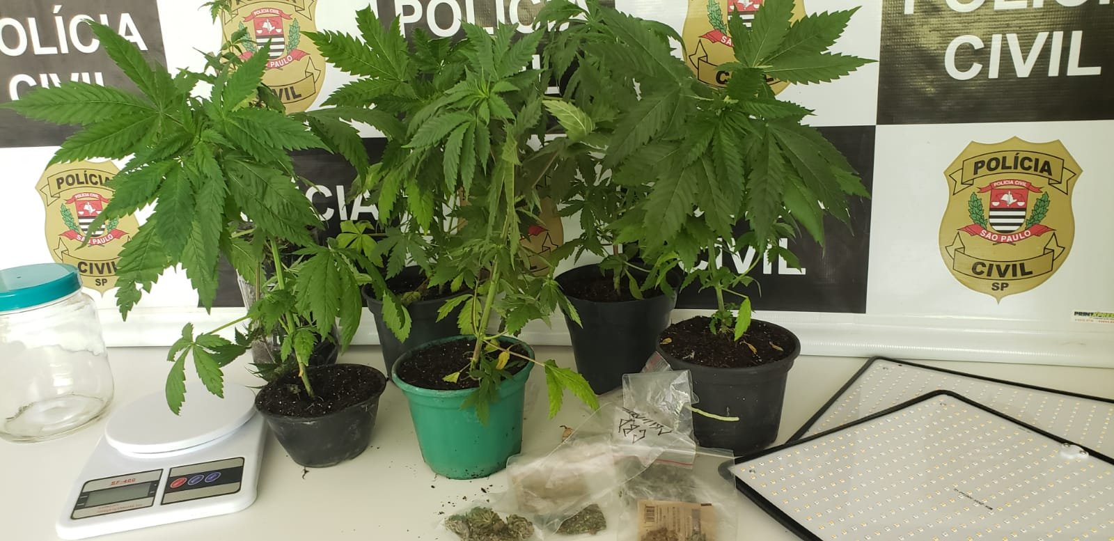 Homem é flagrado cultivando cannabis na própria casa