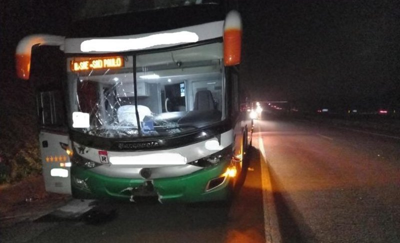 Gado na pista provoca série de atropelamentos na Castello Branco