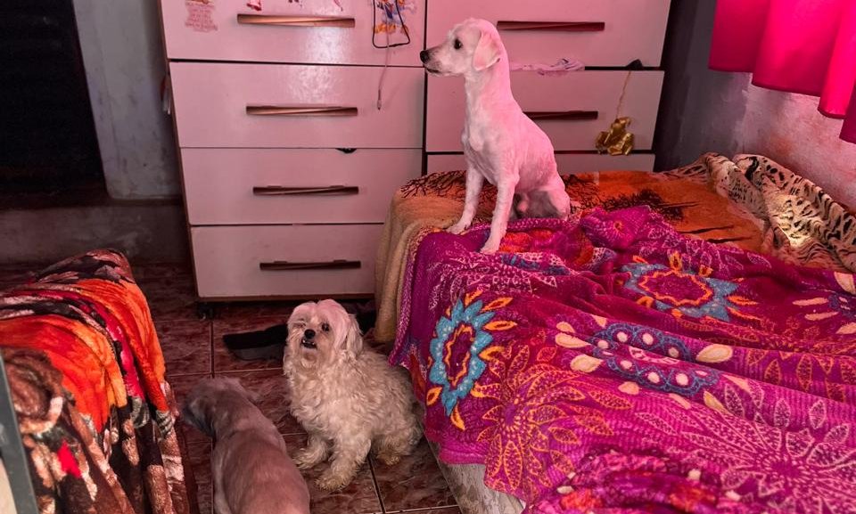 Mulher é presa por manter canil irregular e maus-tratos