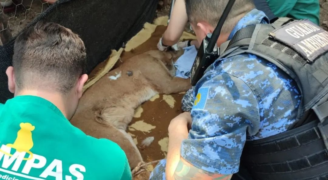 Onça-parda é resgatada de galinheiro em propriedade rural