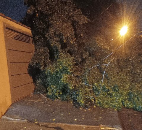 Temporal provoca quedas de árvores em Botucatu