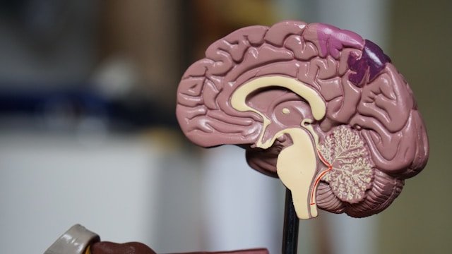 Microplástico é detectado no cérebro humano pela primeira vez