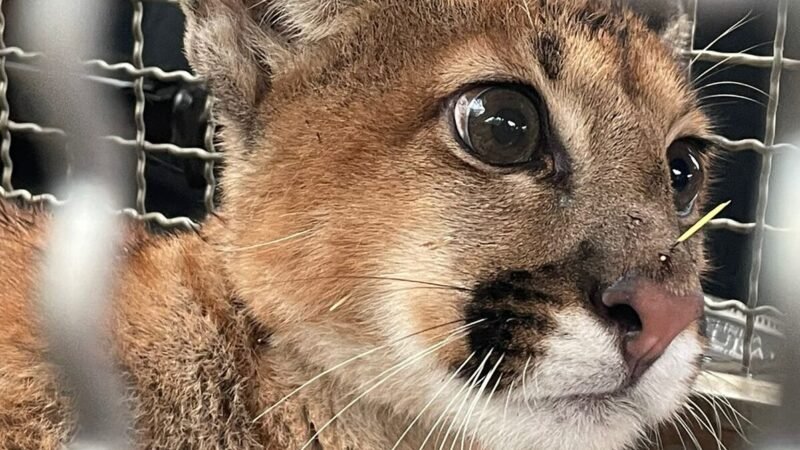 Botucatu receberá curso de Monitoramento da Fauna Silvestre